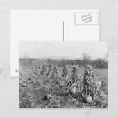 Erntezeit, 1906 postkarte (Vorne/Hinten)