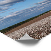 Erntezeit in einer Baumwollfeld-Leinwand oder eine Poster (Ecke)