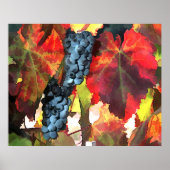 Erntezeit Trauben und Blätter Poster (Vorne)