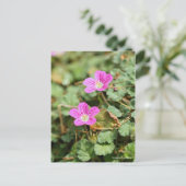 Erodium variabel [Postkarte] ポ ス ト ド Postkarte (Stehend Vorderseite)