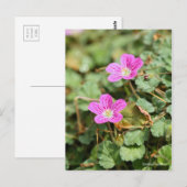 Erodium variabel [Postkarte] ポ ス ト ド Postkarte (Vorne/Hinten)
