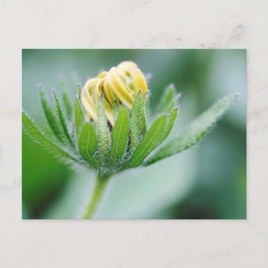 Eröffnung der Blume der Kon-Blume Postkarte (Vorderseite)