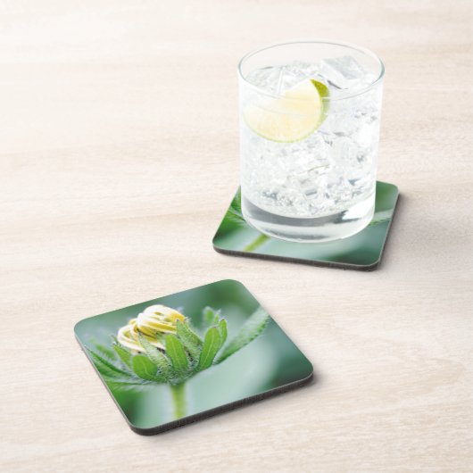 Eröffnung der Blume der Kone-Blume Untersetzer (Rechte Seite)