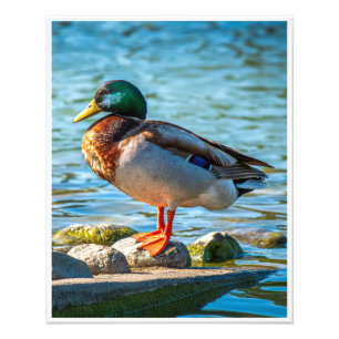 Erpel auf Steinen am Seeufer Fotodruck