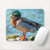 Erpel auf Steinen am Seeufer Mousepad (Mit Mouse)