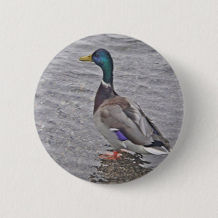 Erpel im grauen Wasser Button