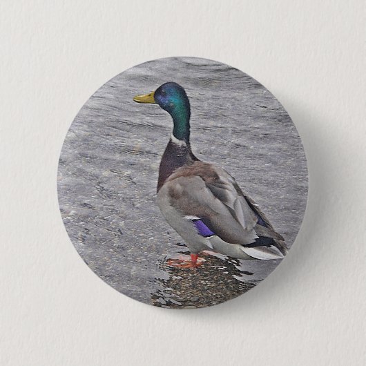 Erpel im grauen Wasser Button (Vorderseite)