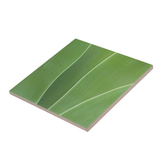 Erreichte Pflanze Nah Fliese (Seite)