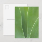 Erreichte Pflanze Nah Postkarte (Vorne/Hinten)