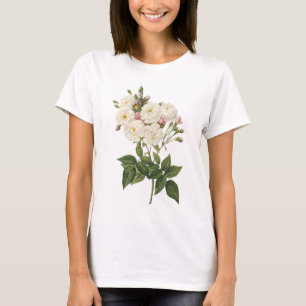 erröten noisette Rose (Rosa noisettiana) durch T-Shirt