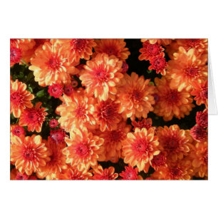 "Errötende orange Mamas "