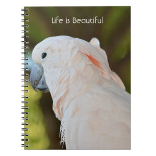 Errötender Papagei Vogel im Baum Kauai (meine Foto Notizblock