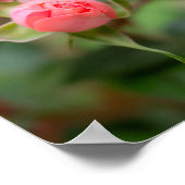 Errötendes Versprechen: Die sich entfaltende Rose Poster (Ecke)