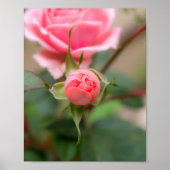 Errötendes Versprechen: Die sich entfaltende Rose Poster (Vorne)