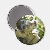 Erstaunlich niedlicher Koala in einem Baum Magnet (Vorderseite/Rückseite)