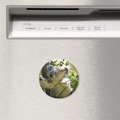 Erstaunlich niedlicher Koala in einem Baum Magnet (In Situ (Geschirrspüler))
