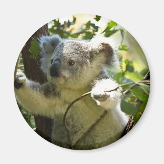 Erstaunlich niedlicher Koala in einem Baum Magnet (Vorne)