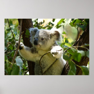 Erstaunlich niedlicher Koala in einem Baum Poster