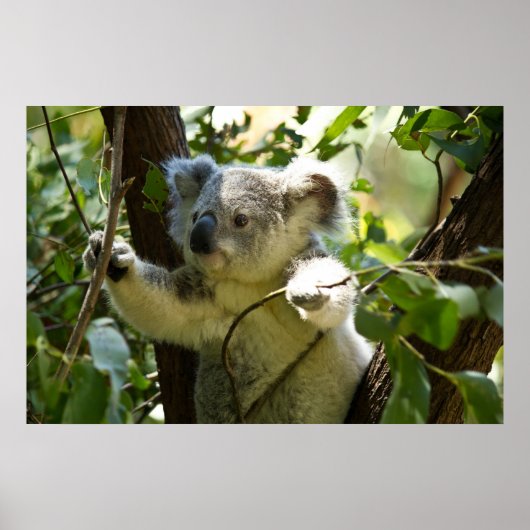 Erstaunlich niedlicher Koala in einem Baum Poster (Vorne)