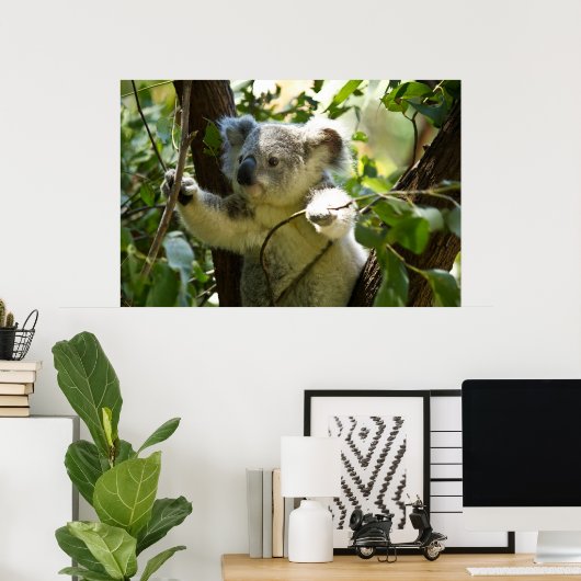 Erstaunlich niedlicher Koala in einem Baum Poster (Heimbüro)