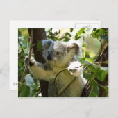Erstaunlich niedlicher Koala in einem Baum Postkarte (Vorne/Hinten)