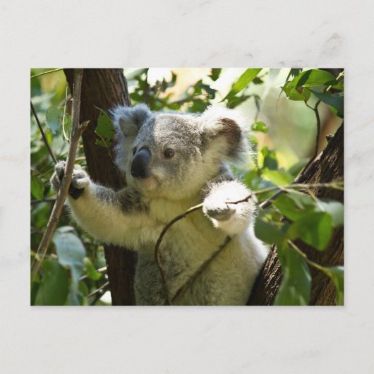 Erstaunlich niedlicher Koala in einem Baum Postkarte (Vorderseite)