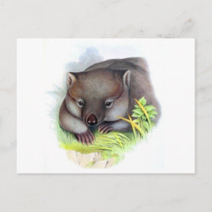 Erstaunlich süßes australisches Tier Wombat Vintag Postkarte