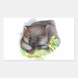 Erstaunlich süßes australisches Tier Wombat vintag Rechteckiger Aufkleber