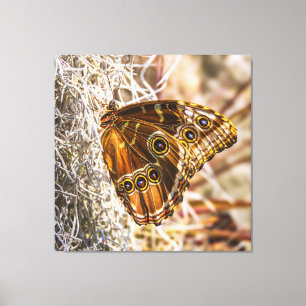 Erstaunliche Blaue Morpho-Schmetterling-Wildlife-F Leinwanddruck
