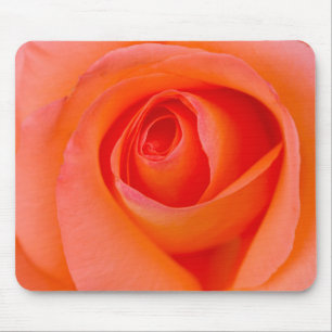Erstaunliche orange Rosen-Knospe Mousepad