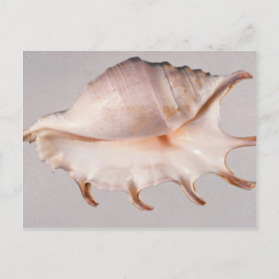 Erstaunliche Spinnen-Fechterschnecke Postkarte