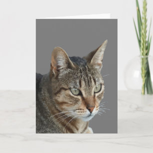 Erstaunliche Tabby-Katze Nahaufnahme-Portrait-Vekt Karte