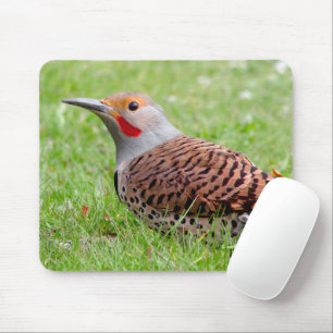 Erstaunlicher Nördlicher Buntspecht bei der Nahrun Mousepad