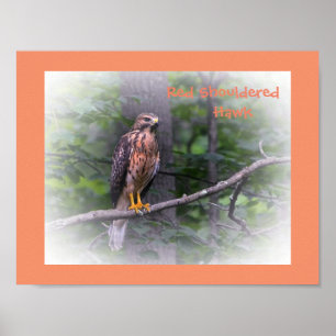 Erstaunliches Poster des Rotschulterbussards