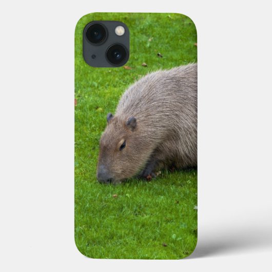 Erstaunliches Tier Capybara Case-Mate iPhone Hülle (Rückseite)