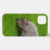 Erstaunliches Tier Capybara Case-Mate iPhone Hülle (Rückseite (Horizontal))
