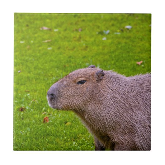 Erstaunliches Tier Capybara Fliese (Vorderseite)