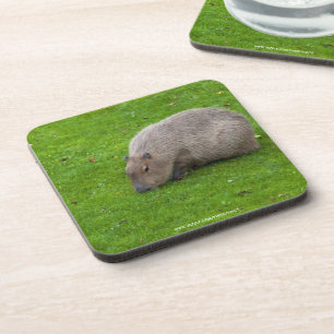 Erstaunliches Tier Capybara Untersetzer