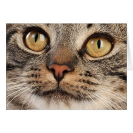 Erstaunte Tabby-Katze