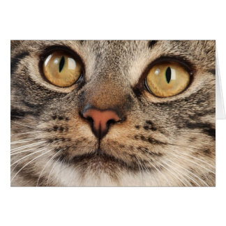 Erstaunte Tabby-Katze