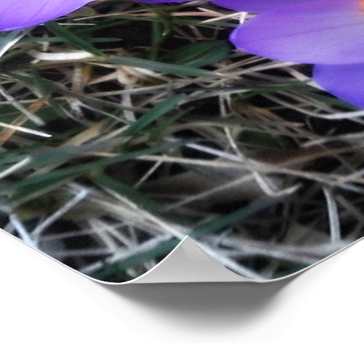 ERSTE ANZEICHEN DER FRÜHJAHRE POSTER (Ecke)