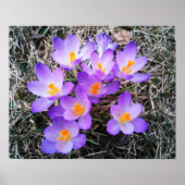 ERSTE ANZEICHEN DER FRÜHJAHRE POSTER (Vorne)