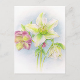 Erste Anzeichen der Quellhellebohrungen Aquarell Postkarte