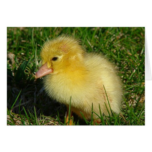 Erste Ausgabe der Saison (Vorderseite (Horizontal))