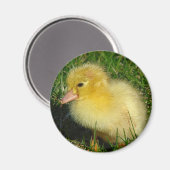 Erste Ausgabe der Saison Magnet (Vorderseite/Rückseite)