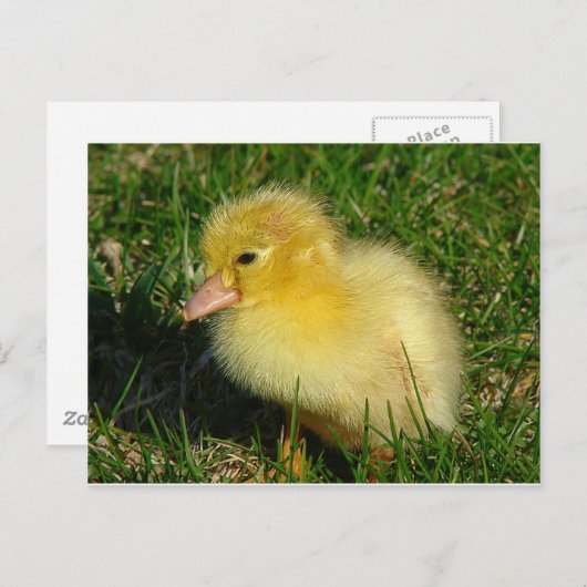 Erste Ausgabe der Saison Postkarte (Vorne/Hinten)