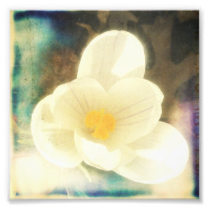 Erste Blume des Frühjahrs Fotodruck