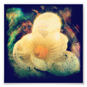 Erste Blume des Frühjahrs Fotodruck