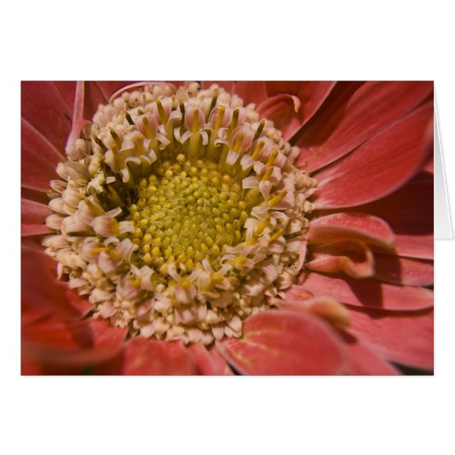 Erste Blush-Karte (Vorderseite (Horizontal))