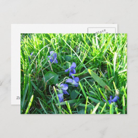 Erste Frühlingsgewübe Postkarte (Vorne/Hinten)